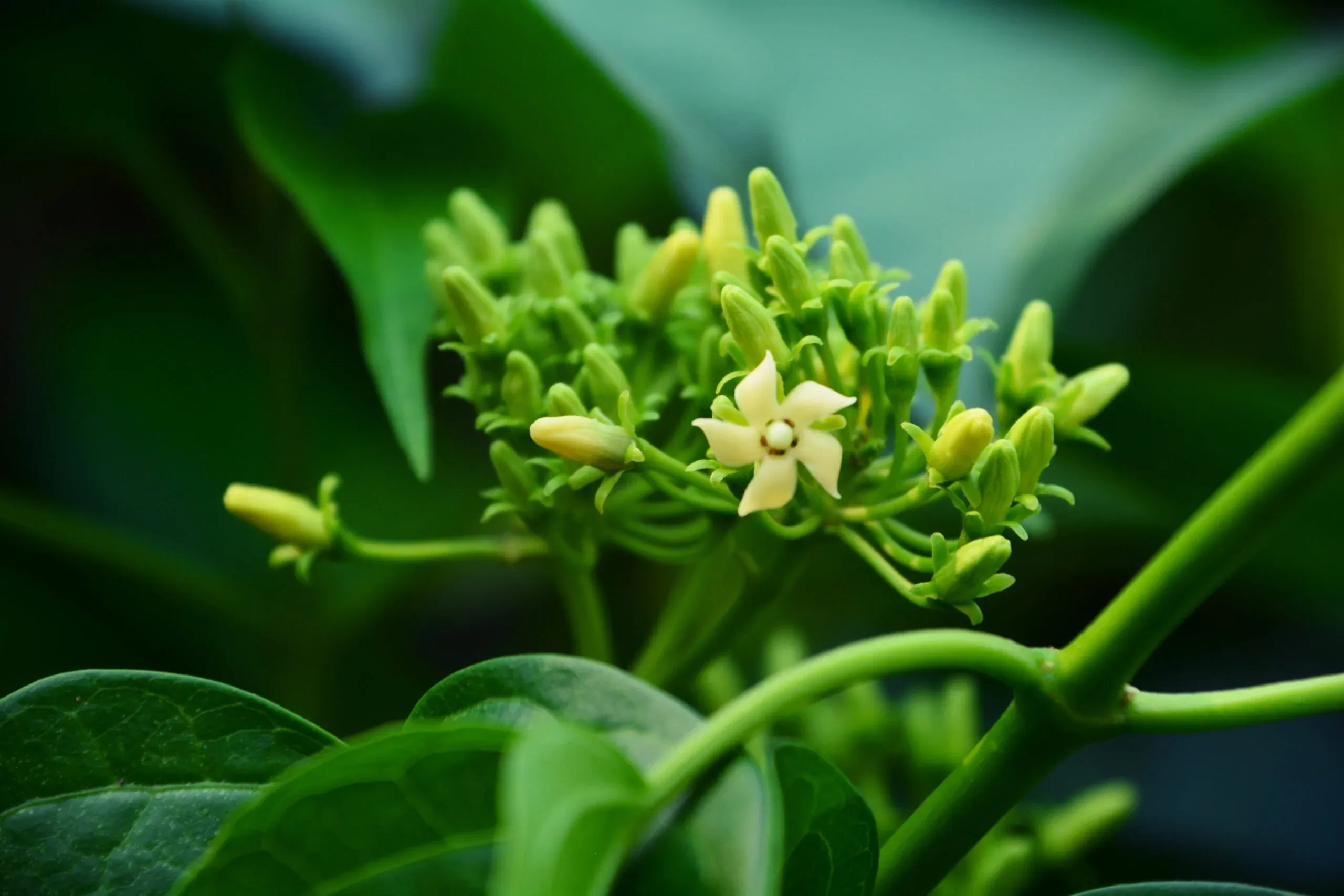Gymnema Sylvestre